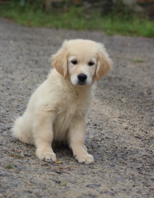 Les chiots de Golden Retriever