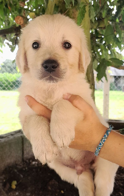 Les chiots de Golden Retriever