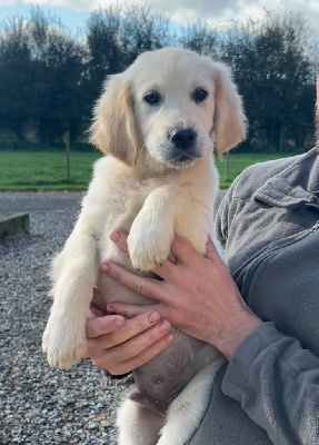 Les chiots de Golden Retriever