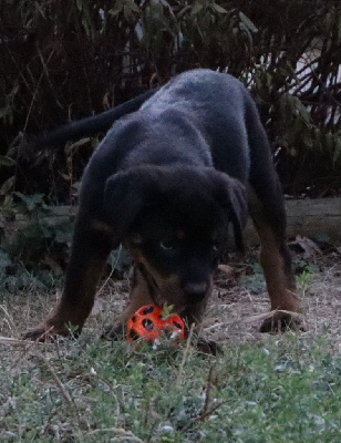 Les chiots de Rottweiler