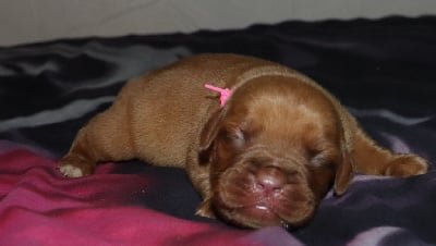 Collier Rose - Dogue de Bordeaux