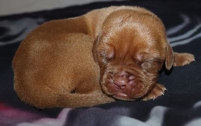 Les chiots de Dogue de Bordeaux