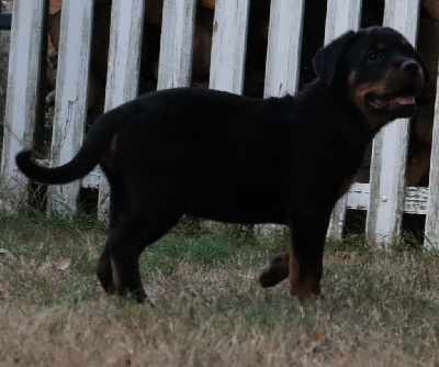 Les chiots de Rottweiler