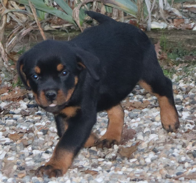 Les chiots de Rottweiler