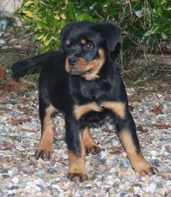 Les chiots de Rottweiler