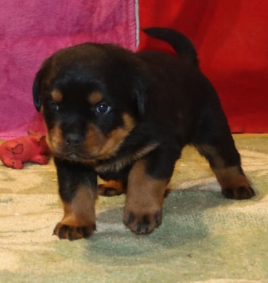 Les chiots de Rottweiler