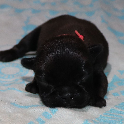 Les chiots de Bouledogue français