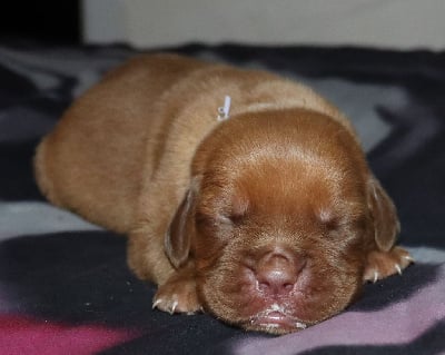 Les chiots de Dogue de Bordeaux