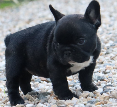 Les chiots de Bouledogue français