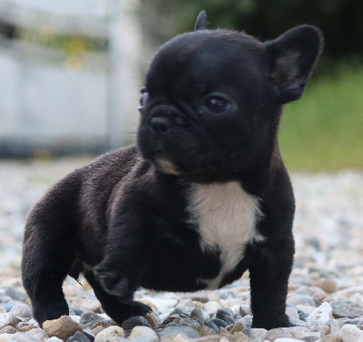 Les chiots de Bouledogue français