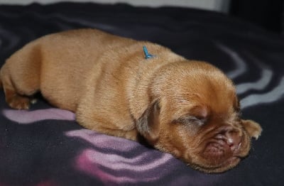 Collier Bleu - Dogue de Bordeaux