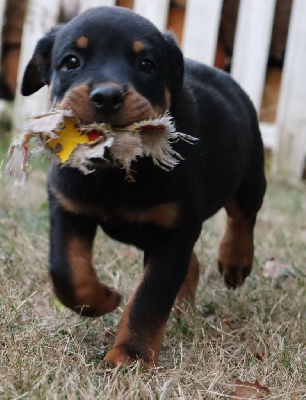 Les chiots de Rottweiler