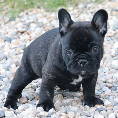 Les chiots de Bouledogue français