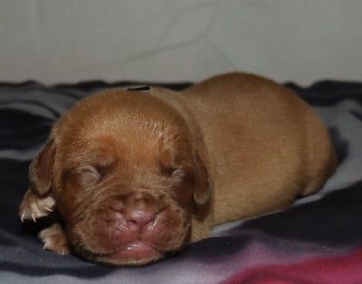 Les chiots de Dogue de Bordeaux