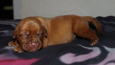 Les chiots de Dogue de Bordeaux