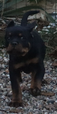 Les chiots de Rottweiler