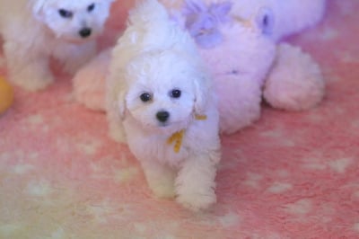 Les chiots de Bichon Frise