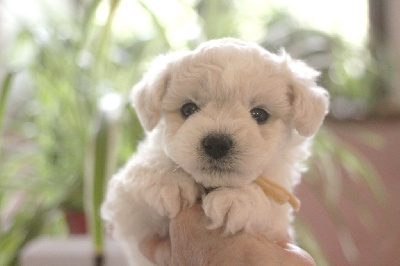 Les chiots de Bichon Frise