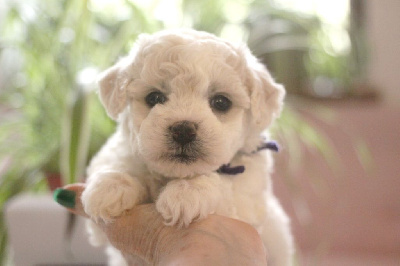 Les chiots de Bichon Frise