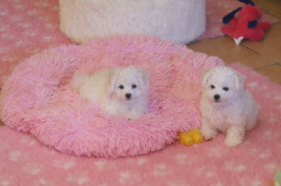 Les chiots de Bichon Frise