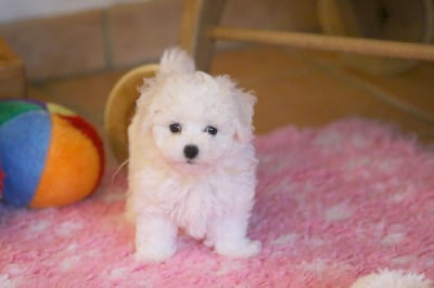 Vivien - Bichon Frise