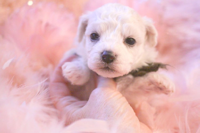 Les chiots de Bichon Frise