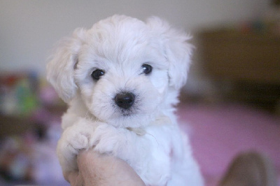 Les chiots de Bichon Frise