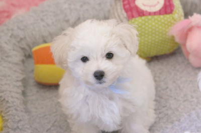 Les chiots de Bichon Frise