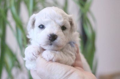 Les chiots de Bichon Frise