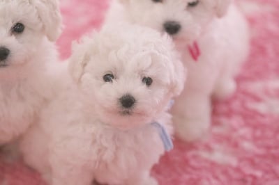 Les chiots de Bichon Frise