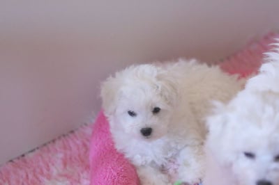 Les chiots de Bichon Frise