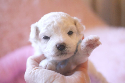 Les chiots de Bichon Frise