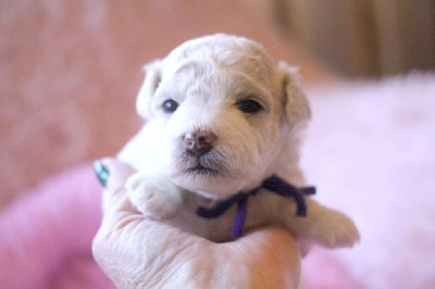 Les chiots de Bichon Frise