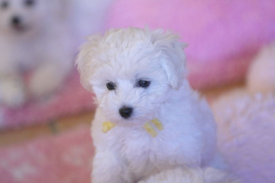 Les chiots de Bichon Frise