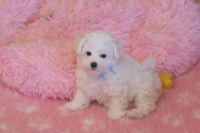 Les chiots de Bichon Frise