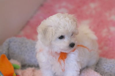 Les chiots de Bichon Frise