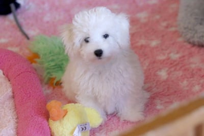 Les chiots de Bichon Frise