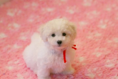 Les chiots de Bichon Frise