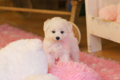 Les chiots de Bichon Frise