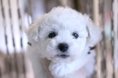 Les chiots de Bichon Frise