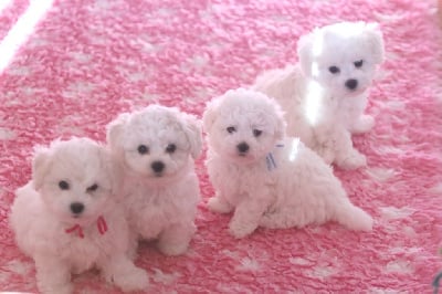 Les chiots de Bichon Frise