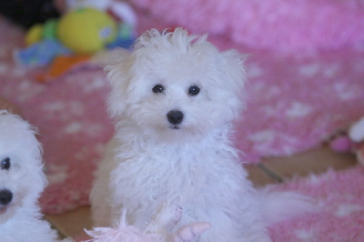 Les chiots de Bichon Frise