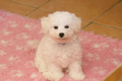 Les chiots de Bichon Frise