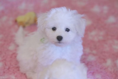 Vicky - Bichon Frise