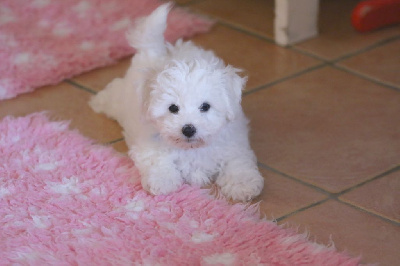 Les chiots de Bichon Frise