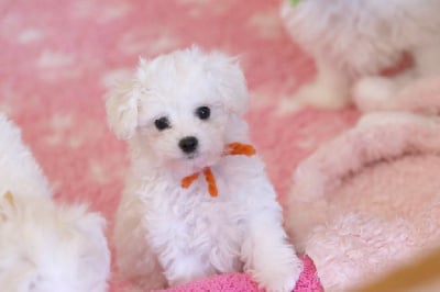 Les chiots de Bichon Frise