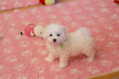 Les chiots de Bichon Frise