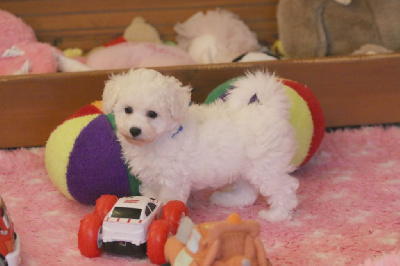 Les chiots de Bichon Frise