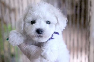 Les chiots de Bichon Frise