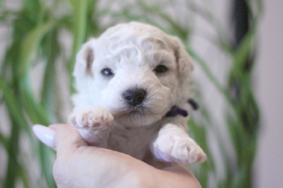 Les chiots de Bichon Frise